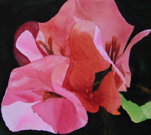 Paintings/Bougainvillea2.JPG