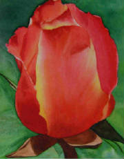Paintings/OrangeRosebud1.jpg