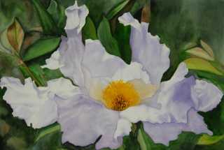 Paintings/Matilija1web.jpg