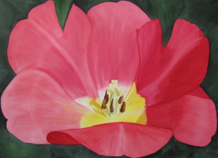 Paintings/RedTulipweb.jpg